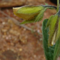 Crotalaria scabrella Wight & Arn.